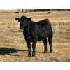 Image 5 : Miller Farms Ltd. - 670# October Delivery Steer Calves - 40 Head (Acme, AB) VBP+