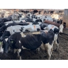 1  Idaho Dairies/Ranches  186 Mixed (Burley, ID)