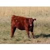 Image 5 : Mud Lake Ranch - 630# October Delivery Heifer Calves - 50 Head (Fort Macleod, AB)