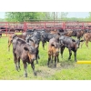 Image 2 : Ryan & Lisa Smith - 560# November Delivery Steer Calves - 85 Head (Winfield, AB)