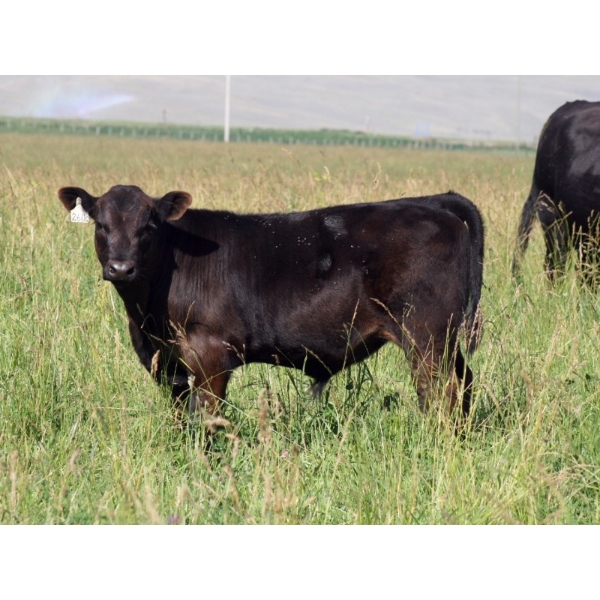 Goldridge Farming Co. - 600# October Delivery Steer Calves - 200 Head (Turin, AB)