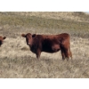 Image 3 : South Ridge Farms (Jeff Lewandowski) - 2 RED Heifers (Pen 431)