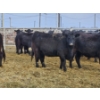 Image 6 : Pakowki Ranching Co. Ltd.  - 10 Black Heifers (Pen 301 - 303)