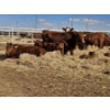 Image 11 : Rolling N Ranches (Nolan & Amanda Osadczuk) - 8 Red Simm Heifer Pairs (Pen F10)