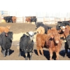 Image 6 : Martee Farm & Ranch - 740# February Weaned Heifers - 83 Head (Midale, SK) VBP+