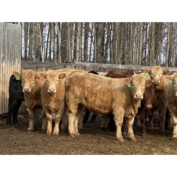 Ron Billings - 1050# March Delivery Heifers - 56 Head (Sundre, AB)