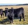 Image 2 : Pembina Ranching - 1040# November Grass Steers - 87 Head (Drayton Valley, AB)