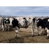 Image 3 : DL Feedlot - 700# Holstein Steers - 200 Head (Fort Macleod, AB)