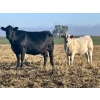 Image 7 : Darcy, Colton & Blake Reinhardt - 700# October Delivery Steer Calves - 88 Head (Nightingale, AB)