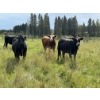 Image 8 : John Bland - 860# September Grass Heifers - 125 Head (Rimbey, AB)