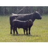 Image 4 : Pine River Cattle Co. - 520# Oct/Nov Delivery Steer Calves - 110 Head (Lone Prairie, BC)