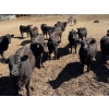 Image 4 : Alan Fridlington - 800# May Delivery Heifers - 75 Head (Kersley, BC)