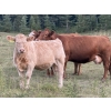 Image 3 : Jeff Smith - 625# October Delivery Heifer Calves - 65 Head (Sundre, AB)
