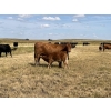 Image 11 : Dar-Lin Ranching - 550# November Delivery Steer Calves - 110 Head (Big Stone, AB)