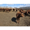 Image 16 : SVM Farms - 630# May Delivery Steers - 67 Head (Vauxhall, AB)