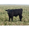 Image 14 : Matthew & Allisa Spruyt - 600# Steer Calves - 80+ Head (Tofield, AB)