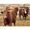 Image 7 : Stahlville Colony - 960# January Delivery Steers - 188 Head (Rockyford, AB)