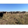 Image 2 : Ross L Seven Ranch Ltd. - 977# September Delivery Grass Steers - 294 Head (Estevan, SK)