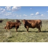 Image 8 : Clear Lake Farming Co. - 650# October Delivery Steer Calves - 60 Head (Stavely, AB)