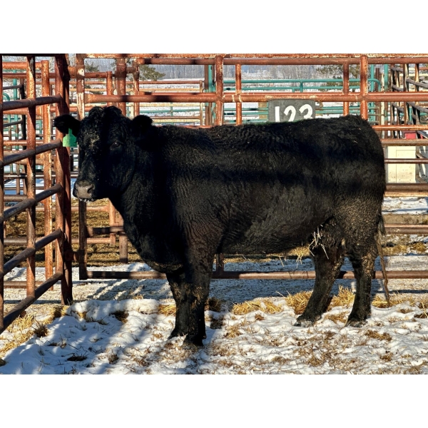 Kunz Farms - 1 Middle-Aged to Older Cow (Pen 123)