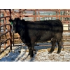 Image 1 : Kunz Farms - 1 Middle-Aged to Older Cow (Pen 123)