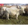 Image 9 : Frank Martens - 18 Cream/White Char X Bred Heifers (Theodore, SK)