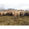 Image 2 : Williamson Farms - 963# Feb/March Delivery Steers - 194 Head (Lomond, AB)