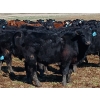 Image 4 : JT Cholin Farms - 800# September Delivery Grass Steers - 75 Head (Biggar, SK)