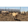 Image 2 : Cattlewood Farms Ltd. - 945# June/July Delivery Heifers - 35 Head (Fincastle, AB)