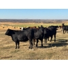 Image 4 : Terry Hines Livestock - 40 Black/BBF Angus X March/April Calving Bred Heifers (Marwayne, AB)