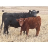 Image 12 : Sybouts Lake Farms Ltd. - 525# March Delivery Heifers - 85 Head (Gladmar, SK)