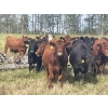 Image 4 : K6 Farms - 1000# Sept/Oct Delivery Grass Steers - 210 Head (Buck Lake, AB)