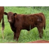 Image 3 : Murphy Farming Co. Inc. - 700# November Delivery Steer Calves - 85 Head (Calmar, AB)