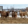 Image 7 : Winn Man Farms - 720# March Delivery Heifers - 254 Head (Winnipegosis, MB)