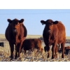 Image 4 : Jeff & Bonnie Resch - 920# November Grass Heifers - 67 Head (Leader, SK)
