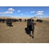 Image 10 : SVM Farms - 590# May Delivery Steers - 87 Head (Vauxhall, AB)