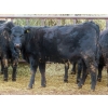 Image 7 : Martin DeVos - 860# March/April Delivery Heifers - 115 Head (Fork River, MB)