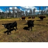 Image 6 : Burkholder Ranch - 525# October Delivery Steer Calves - 110 Head (Burns Lake, BC)