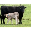 Image 4 : Oxbow Farms - 560# November Delivery Steer Calves - 190 Head (Melita, MB)