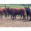 Image 7 : Turtleview Livestock - 850# June Delivery Heifers - 68 Head (Goodlands, MB) VBP+