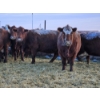 Image 2 : Stensrud Cattle Co. - 6 Red Cows (Pen 420)
