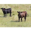 Image 2 : Tica Holdings Ltd. - 575# Nov/Dec Delivery Steer Calves - 105 Head (Radville, SK)