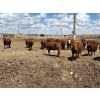 Image 8 : Rick Matz - 20 November Delivery Red Angus X Bred Heifers (Strathmore, AB)