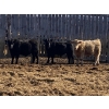 Image 5 : Ron Billings - 825# March Delivery Steers - 70 Head (Sundre, AB)