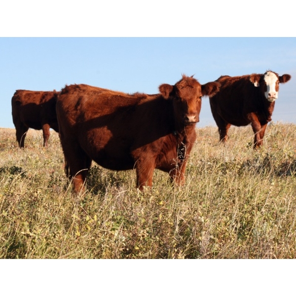 McIntyre Ranch - 22 Red March/April Calving Bred Heifers (Magrath, AB)