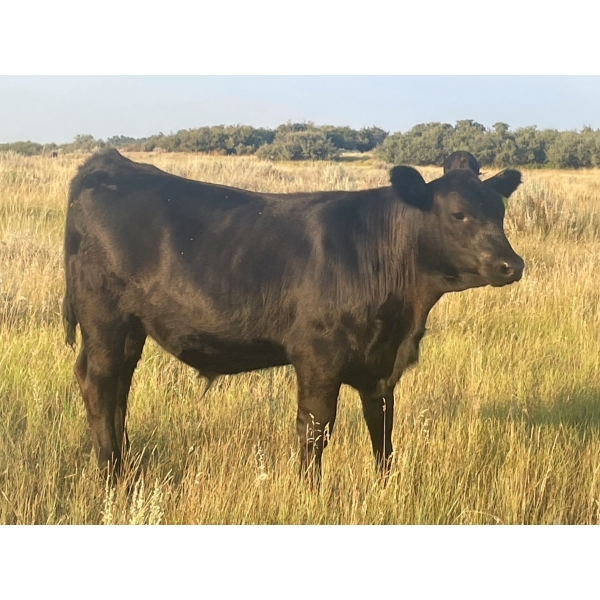 Brad, Kelly & Oliver Deschamps - 490# October Delivery Steer Calves - 100 Head (Patricia, AB)