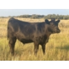 Image 1 : Brad, Kelly & Oliver Deschamps - 490# October Delivery Steer Calves - 100 Head (Patricia, AB)