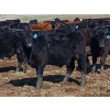 Image 7 : JT Cholin Farms - 800# September Delivery Grass Steers - 75 Head (Biggar, SK)