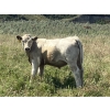 Image 9 : MacMillan Farming Co. - 630# September Delivery Steer Calves - 96 Head (Cayley, AB) VBP+