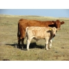 Image 1 : Ernie, Kathy & Kyle Lee - 600# October Delivery Steer Calves - 80 Head (Hanna, AB)